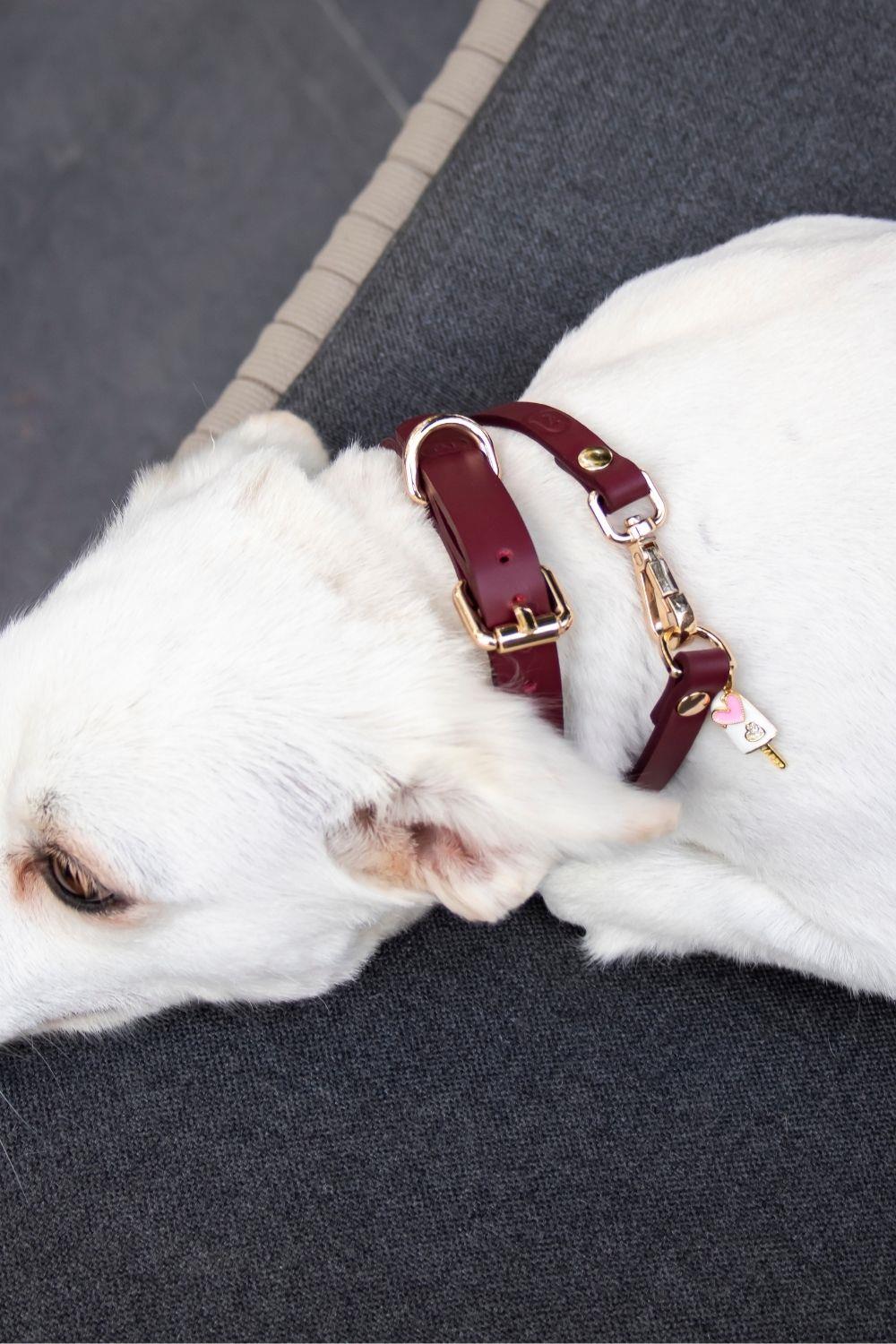 Zoe Pet Atelier Charm Boyun Tasması - Bordo