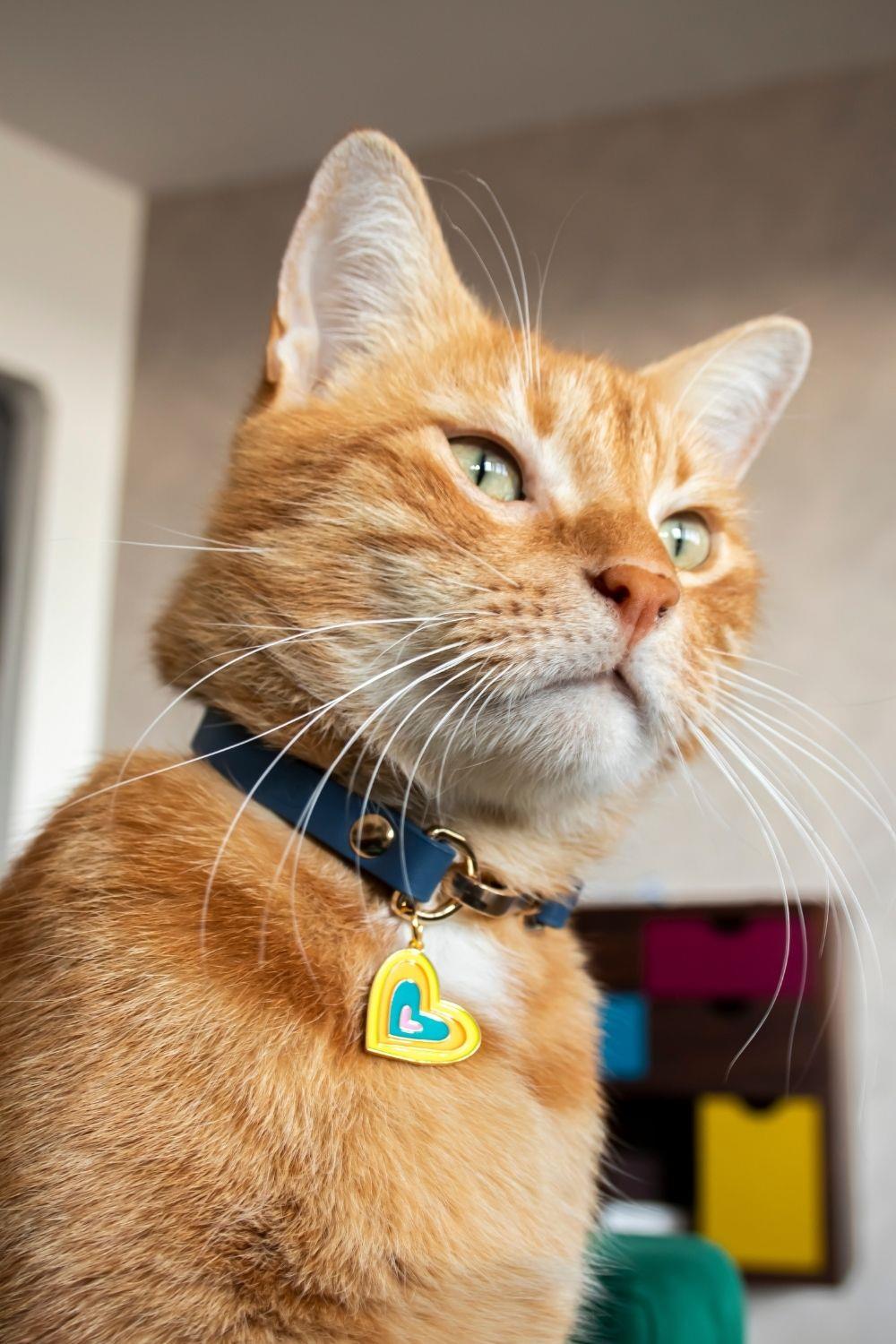 Zoe Pet Atelier Charm Boyun Tasması - Lacivert