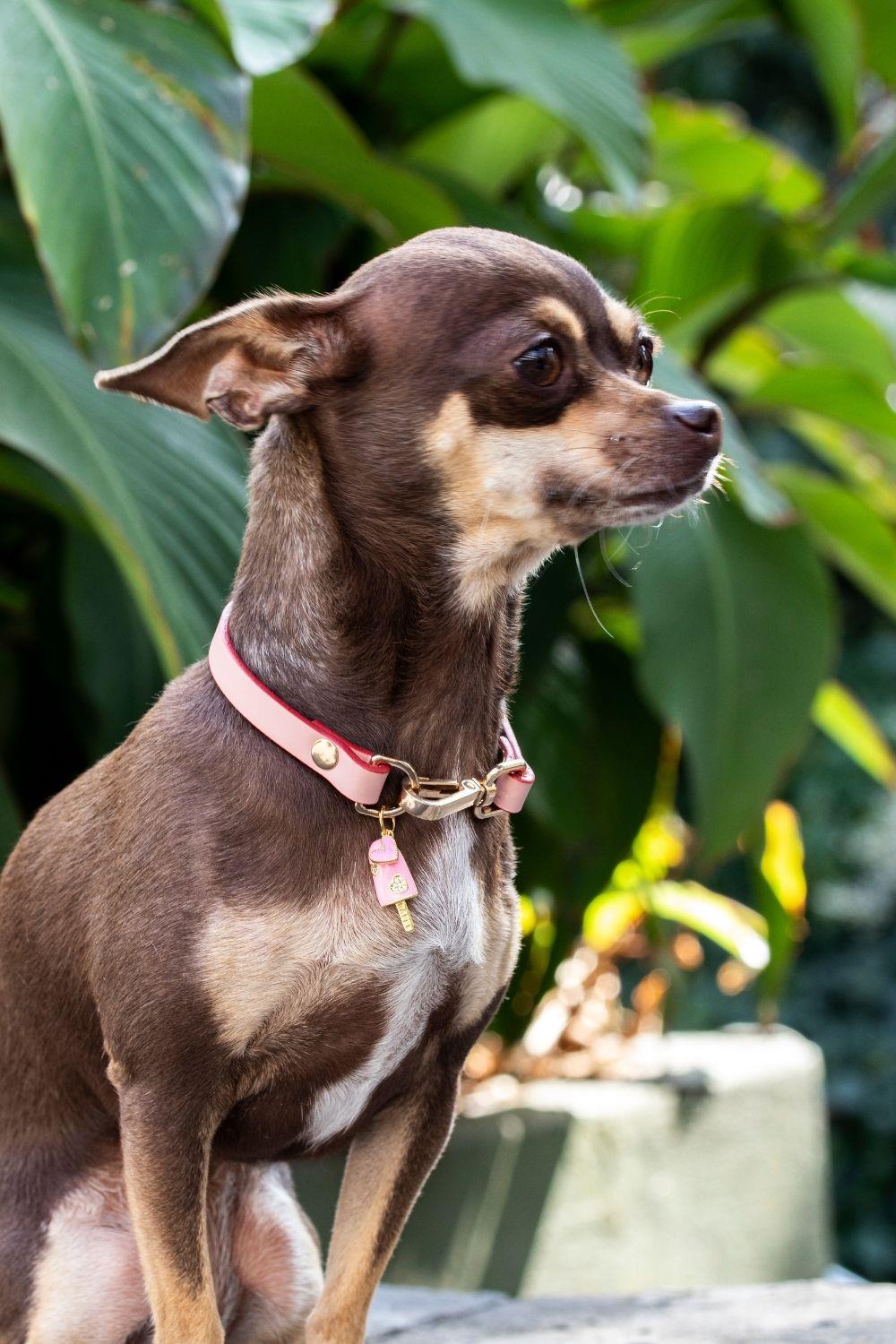Zoe Pet Atelier Charm Neck Collar - Pink