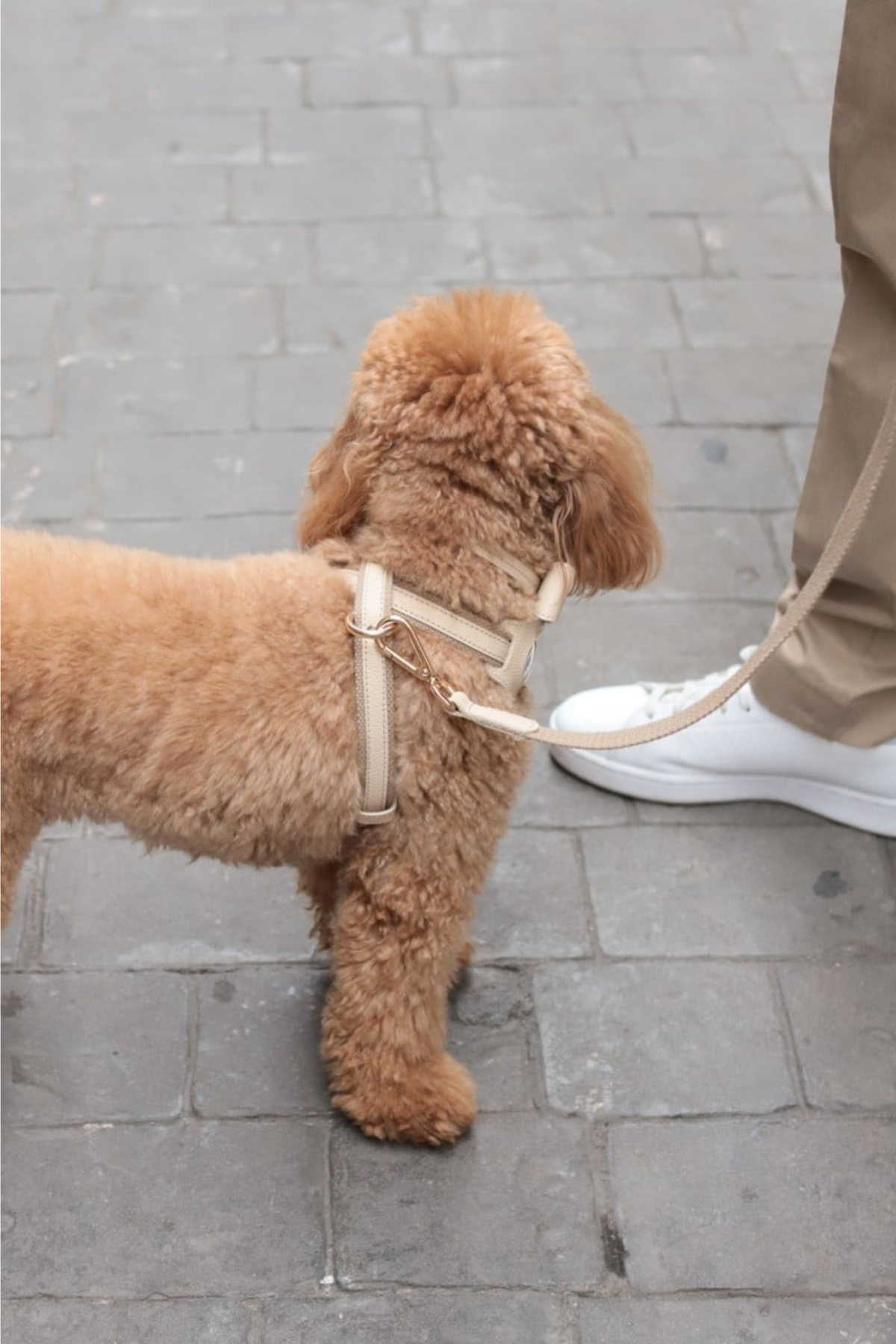 Zoe Pet Atelier Cotton&Leather Cross Göğüs Tasması Bej