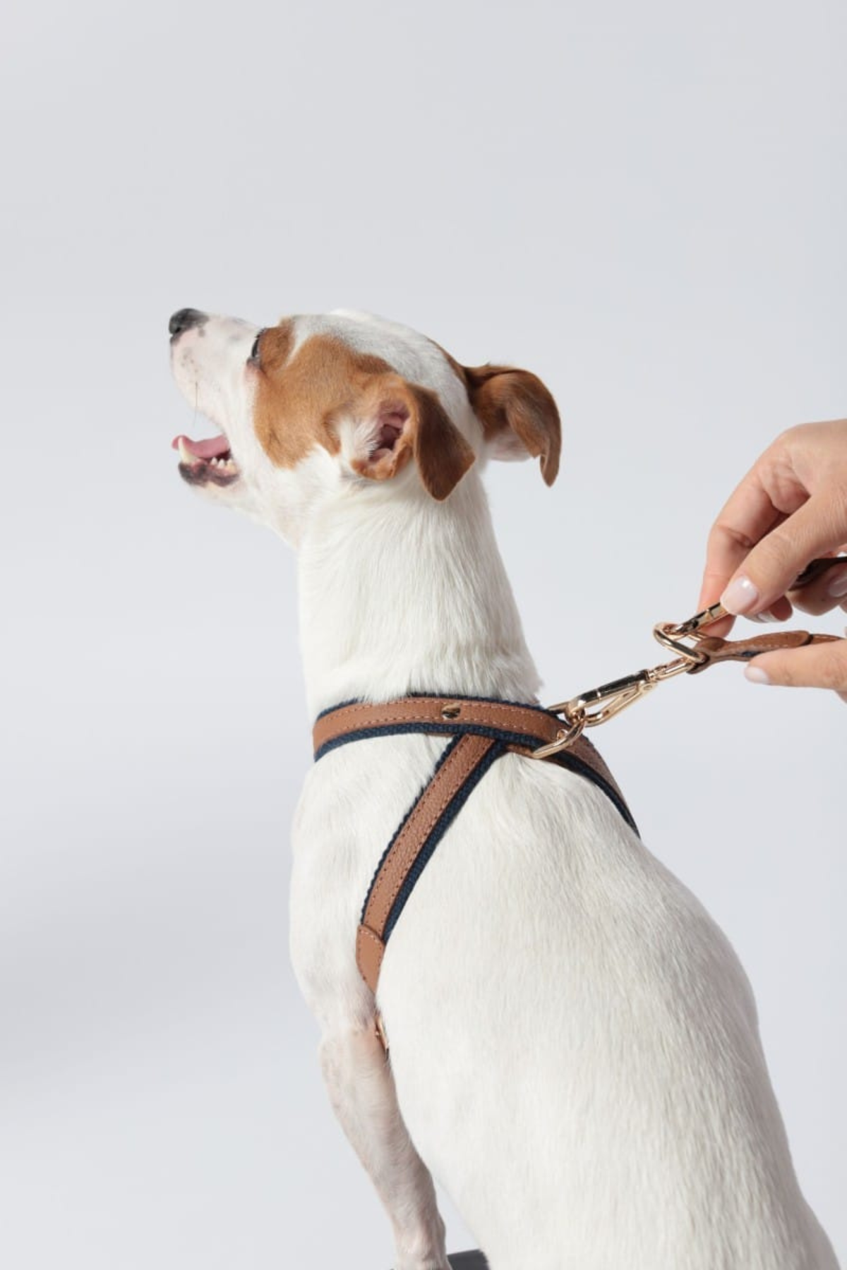 Zoe Pet Atelier Pamuklu Kumaş ve Deri Çapraz Göğüs Tasması Kahve