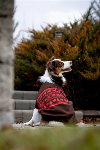 Asky and Erd Woofmas | Chestnut Classic Köpek Sweatshirt