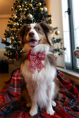 Asky And ErdRibbon Bow Snowberry Bloom 