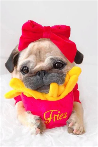 Play San Francisco Frenchie Fries Köpek Oyuncağı