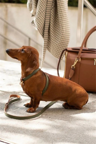 Zoe Pet Atelier Çarpraz Göğüs Tasması - Haki / Karamel