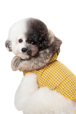 Puppia Hollis Tersyüz Kürklü Kapüşonlu Köpek Montu Sarı