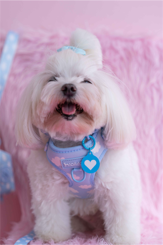 Lolidogs Köpek Göğüs Tasması ve Kayış Seti | Cloud