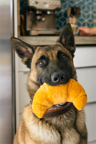 Play San Francisco Pup’s Pastry Köpek Oyuncağı