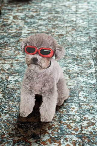 M-Pets Sunny Daytrip Köpekler İçin Gözlük Red