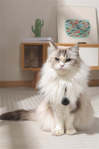 M-Pets Fearless Ultrasonic Pire ve Kene Kovucu Siyah