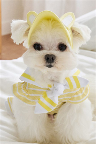 DolcePets Tavşan Kulaklı Şapka - Sarı