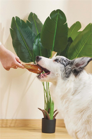 M-PETS CARNIVORE DOG TOY DRUMSTICK PASTIRMA AROMALI