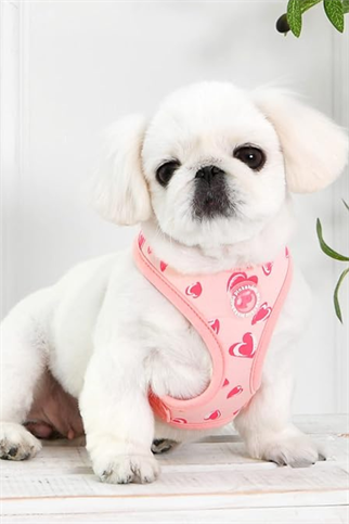 Pinkaholic New York Loveday Harness A Göğüs Tasması Pembe