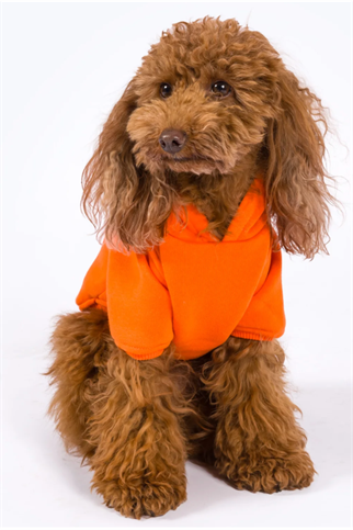 Kajuland Maura Köpek Hoodie Turuncu - XL