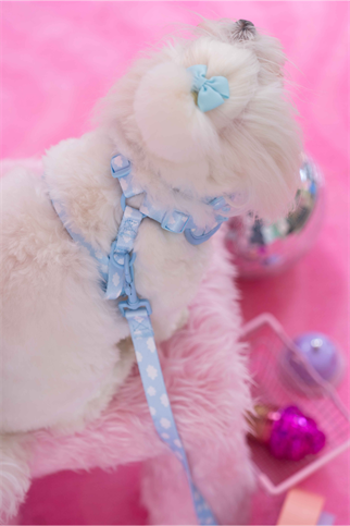 Lolidogs Köpek Göğüs Tasması ve Kayış Seti | Cloud