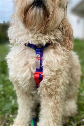 Fluffy Buddies Indigo H tipi Göğüs Tasması Medium 