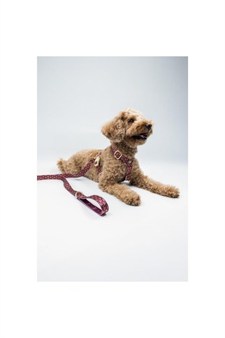 Lupinus Atelier Ductus Cerasus x Chintamani Köpek Gezdirme Kayışı