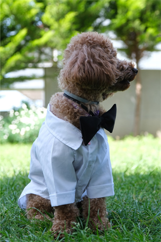 Doredog Beyaz Gömlek Damatlık Takım 