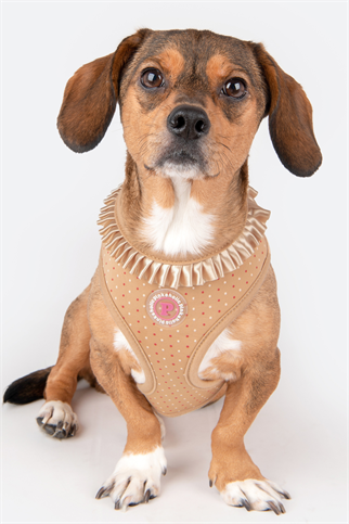 Pinkaholic New York Mila Harness Göğüs Tasması Bej