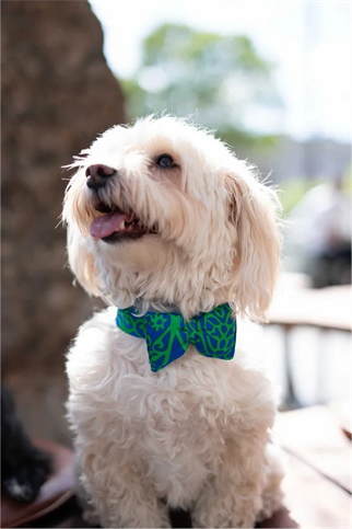 Lorico mavi yeşil desenli papyon