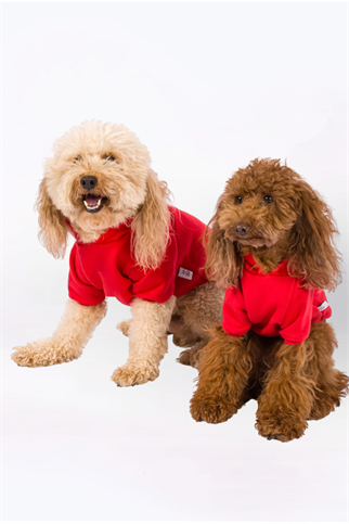 Kajuland Maura Köpek Hoodie Kırmızı