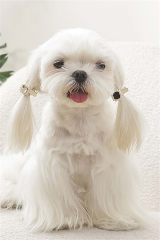 M-PETS GLAM KÖPEKLER İÇİN AKSESUAR TOKA BLACK/SİLVER