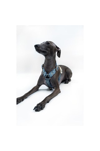 Lupinus Atelier Arcus Marinus x Chintamani Köpek Göğüs Tasması