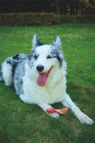 M-PETS CARNIVORE DOG TOY MEATY BONE (M) PASTIRMA AROMALI