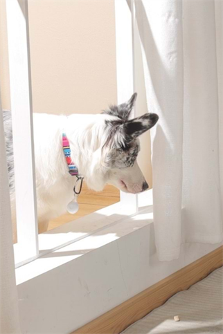 M-Pets Fearless Ultrasonic Pire ve Kene Kovucu Beyaz