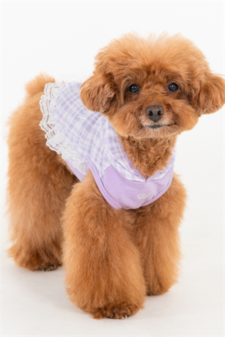 Pinkaholic New York Alyse Kapüşonlu Köpek Sweat Mor