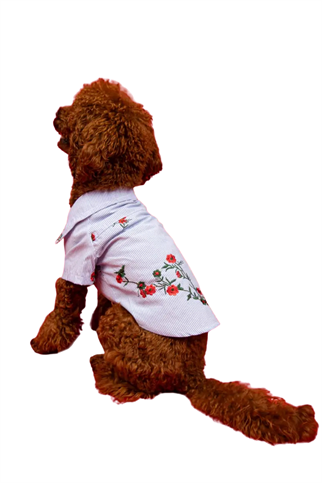 Goodboi Nakışlı Premium Limited Edition Gömlek