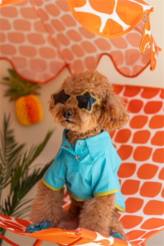 Lolidogs Köpek Gömleği Sailor
