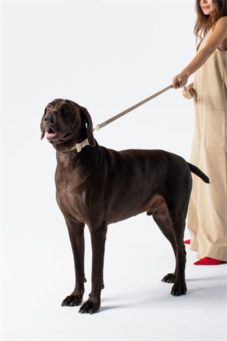 Pamuk&Deri Bej Gezdirme Kayışı
