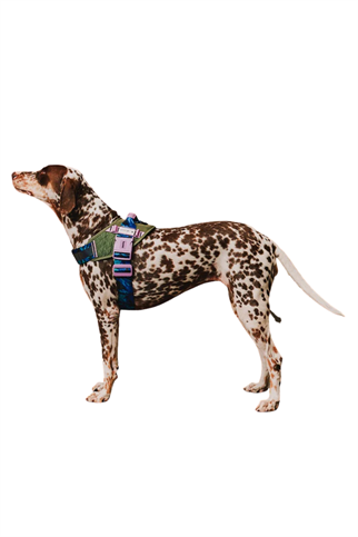 Zee.Dog Reebok x Zee.Dog Trekk FlyHarness Köpek Tasması