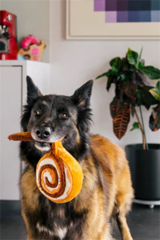 Play San Francisco Cinnabone Köpek Oyuncağı