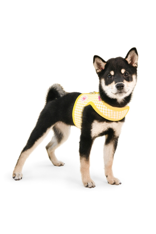 Pinkaholic New York Alaia Pinka Harness Göğüs Tasması Sarı