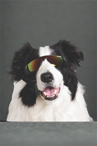 M-Pets Sunny Sunbather Köpekler İçin Gözlük Black