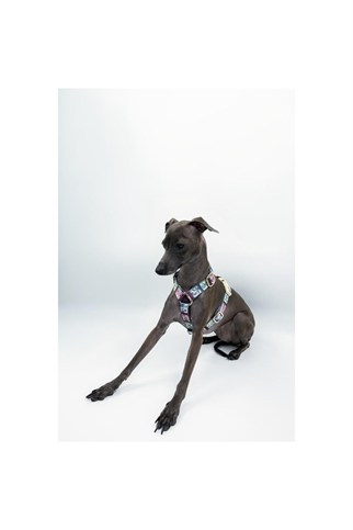 Lupinus Atelier Arcus Picta x Memoria Köpek Göğüs Tasması