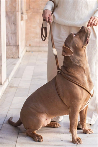 Zoe Pet Atelier All In 1 Loop Köpek Göğüs Tasması ve Gezdirme Kayışı Seti Karamel Kahverengi ve Bej