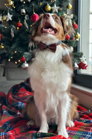 Red&Green Satin Bow Tie Deers