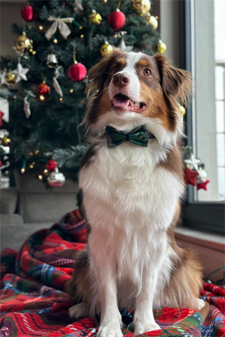 Green Navy Satin Bow Tie Geometrics
