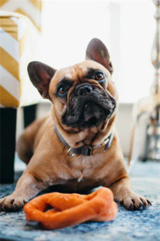 Play San Francisco Pretzel Köpek Oyuncağı