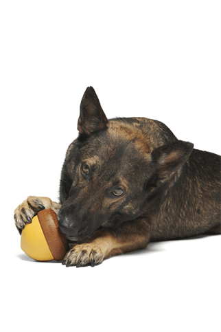 Bark Acornocopia Ödül Dağıtıcı Ve Çiğneme Oyuncağı L