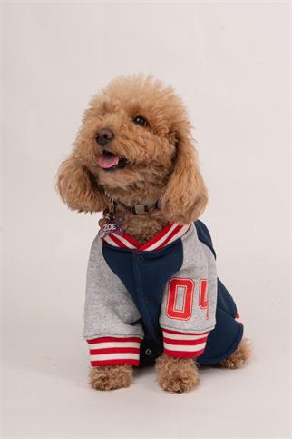 Doredog Köpek Kolej Ceket