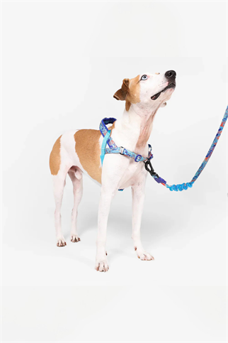 Glitch Error #404 Softer Walk Göğüs Tasması - Zee.Dog