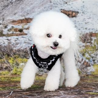 Puppia Wild Harness B Köpek Göğüs Tasması - Siyah