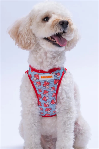PawStar Mushroom  Köpek Göğüs Tasması 