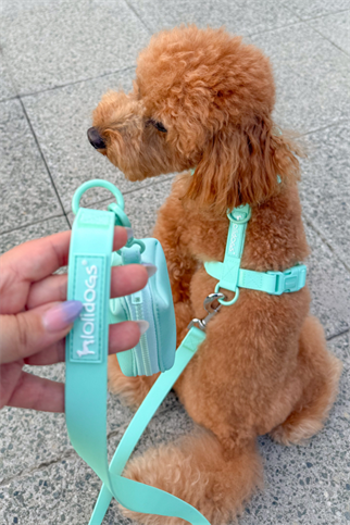 Lolidogs Dream Collection | Köpek Göğüs Tasması Minty
