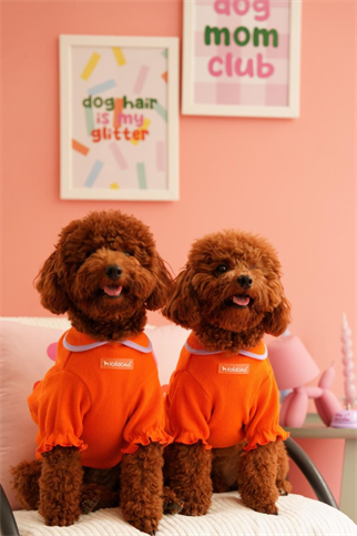 Lolidogs Basics Baby Neck | Orange
