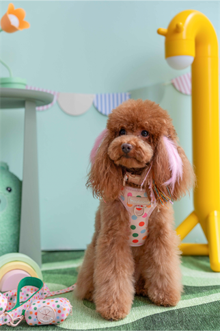 Lolidogs Köpek Göğüs Tasması ve Kayış Seti | Confetti